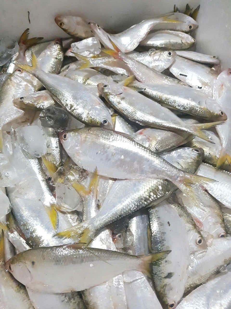 Cá mòi Kho Hải Phòng