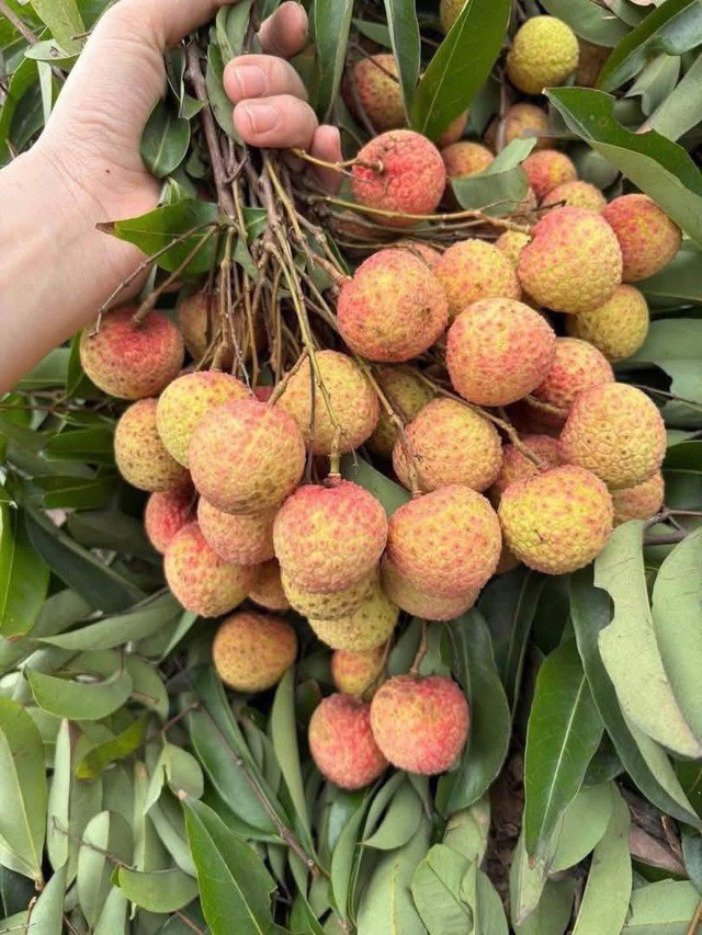 Quả vải thiều hiện được bán siêu rẻ. Ảnh PT