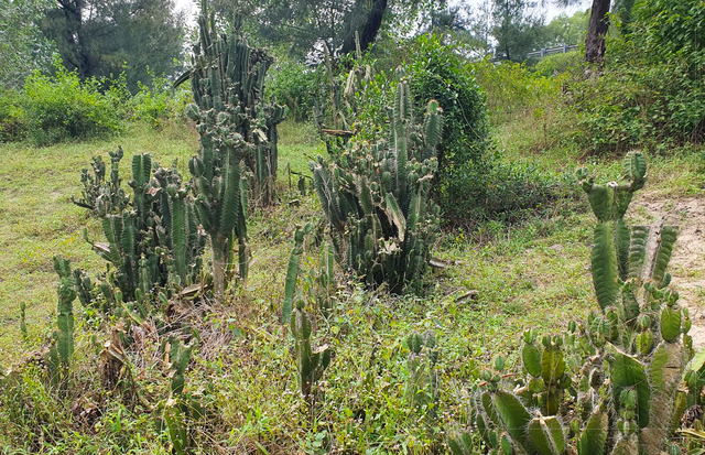 Xương rồng mọc nhiều trên các cồn cát ven biển.