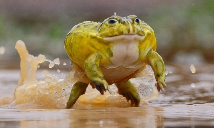 10 món có thể gây chết người - 1