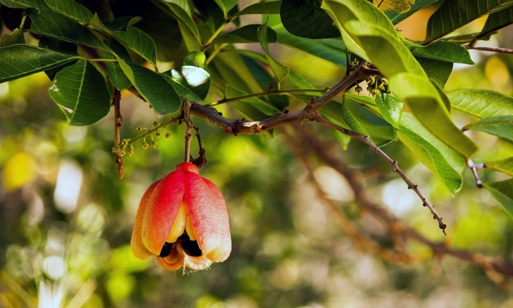 10 món có thể gây chết người - 9