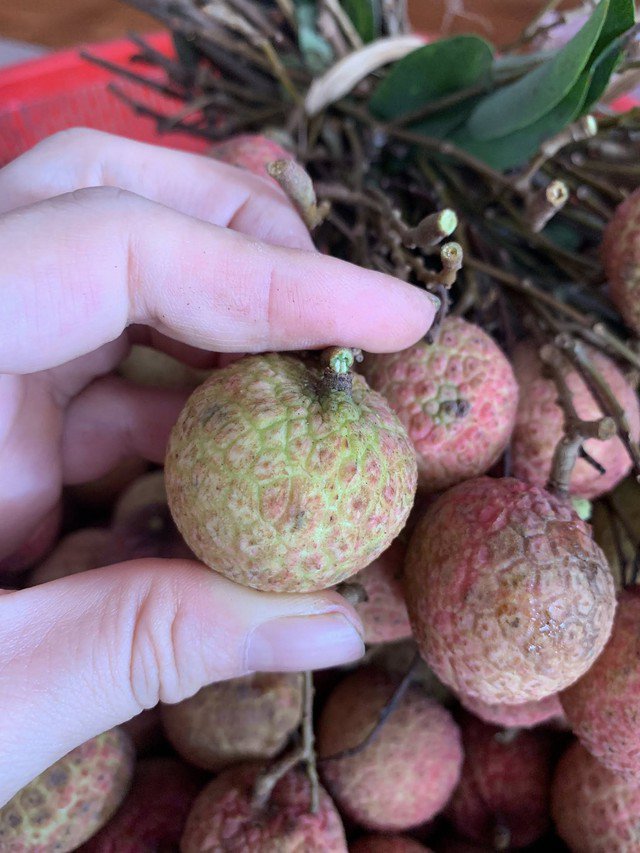 Cắt sát cuống quả vải