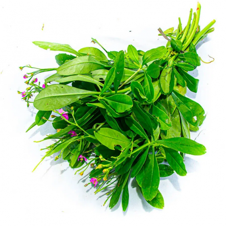 Các bộ phận cây sâm đất đều tốt. Ảnh minh họa.