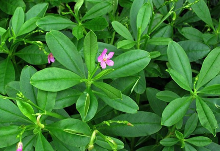 Đừng chỉ ăn củ, lá loài cây này quý như nhân sâm người nghèo, ở quê mọc um tùm như cỏ dại - 3