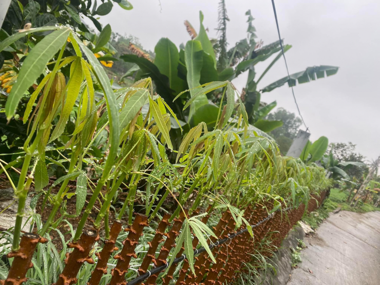 Người dân thường chọn lá sắn non từ cây mọc tự nhiên để làm món rau sắn muối chua.