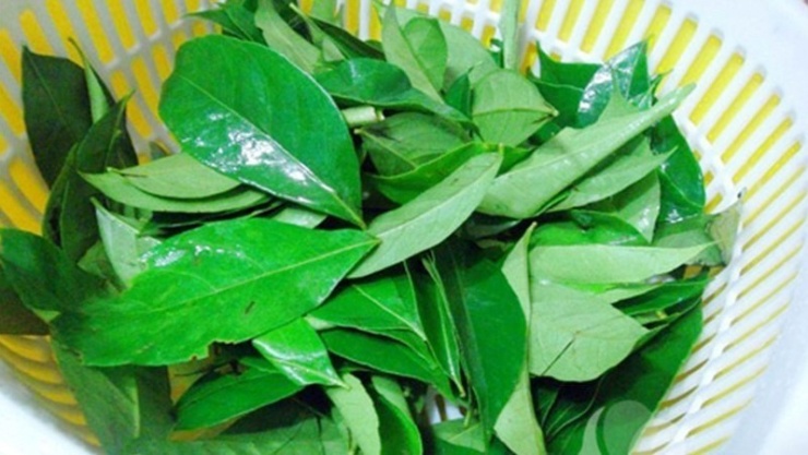 Lá mắc mật có thể hỗ trợ điều trị tiểu đường. Ảnh: Elmarspices