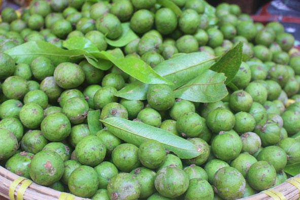 Quả sấu chứa nhiều chất dinh dưỡng có lợi