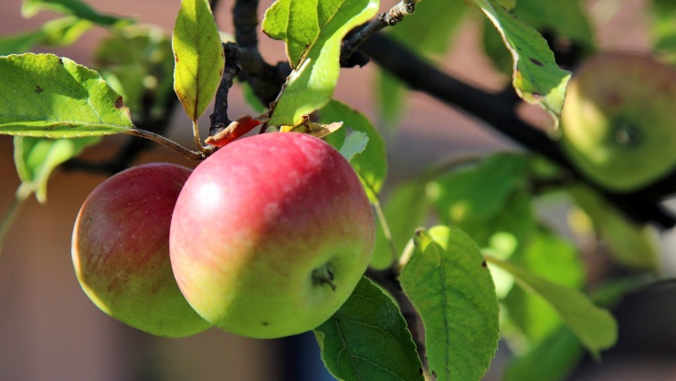 Trái cây tốt nhất thế giới tại chợ Việt