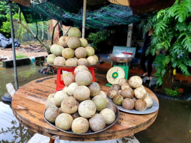 Trái quách gắn bó với tuổi thơ nhiều người dân miền Tây. Ảnh: Suốt Anh