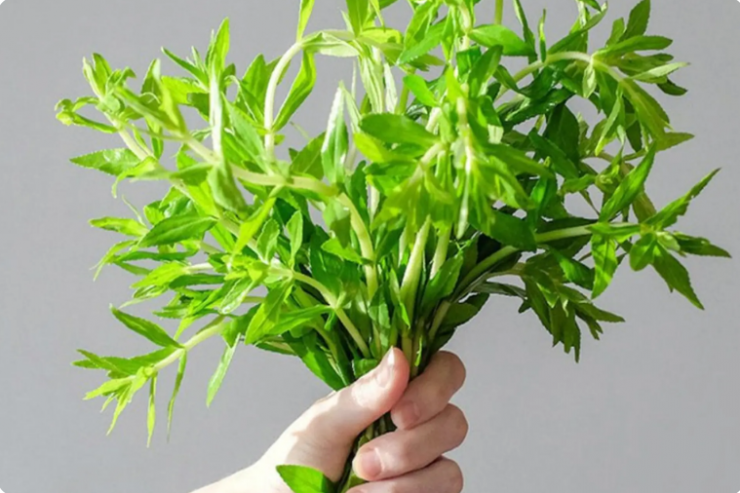 Rau ngổ có nhiều tác dụng với sức khỏe nếu biết cách sử dụng.