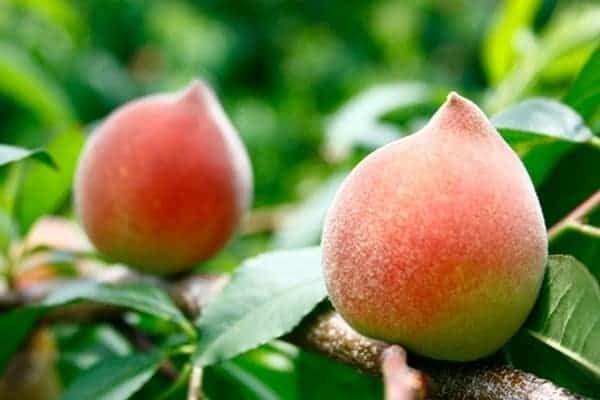 Quả đào - Thực phẩm trường thọ tốt cho tim mạch và hai cách chế biến đơn giản - 2