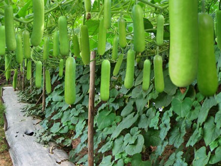 Quả Bầu: Loại Thực Phẩm Rẻ Tiền, Tốt Cho Sức Khỏe và Dễ Chế Biến Nhiều Món Ngon - 2