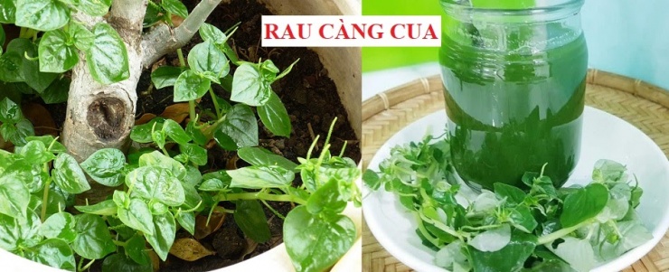 Rau càng cua là một vị thuốc có nhiều tác dụng đối với sức khỏe.