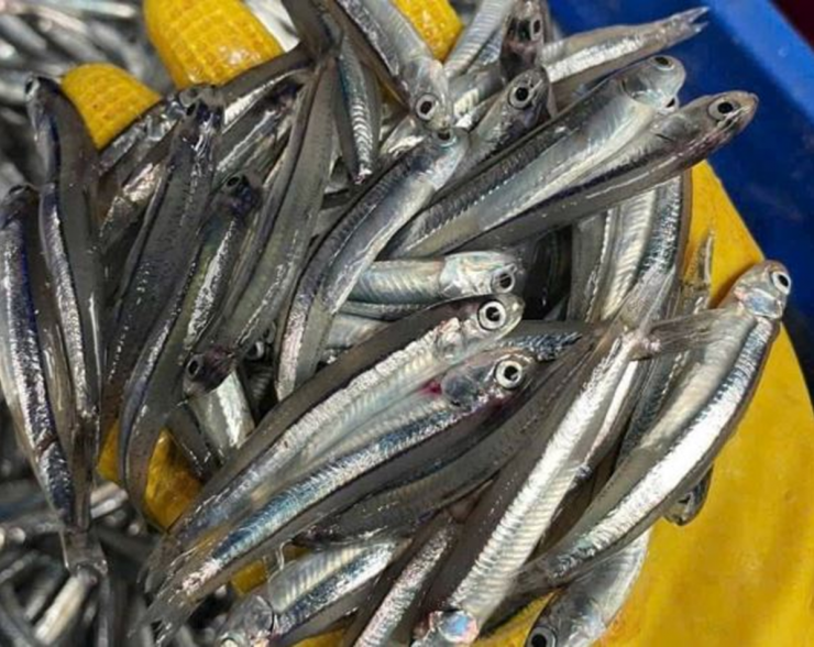 Ăn cá thường xuyên rất tốt cho sức khỏe (Ảnh minh họa)